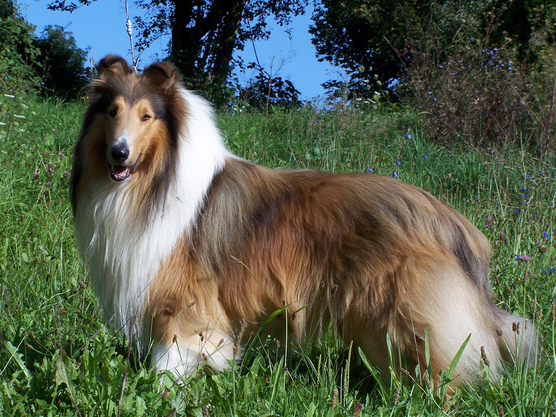 Collies of Amarsis