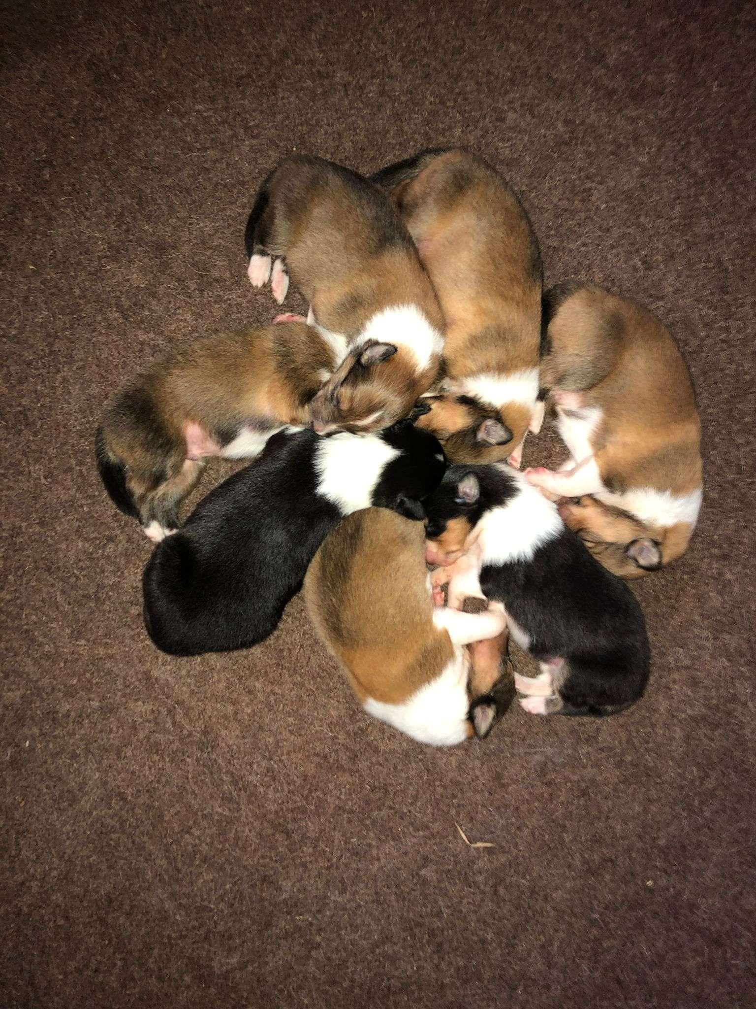 Einmal Collie, immer Collie 