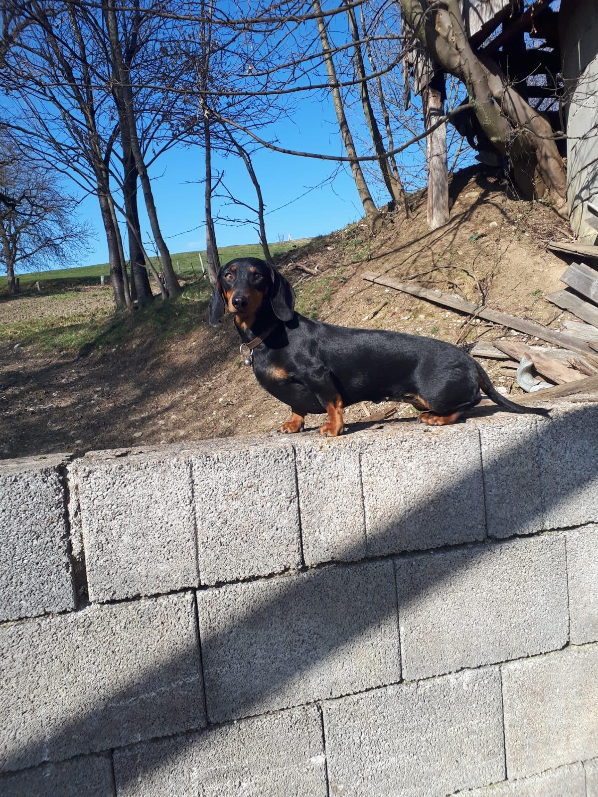 Hundezucht aufm Jungwirthhof 