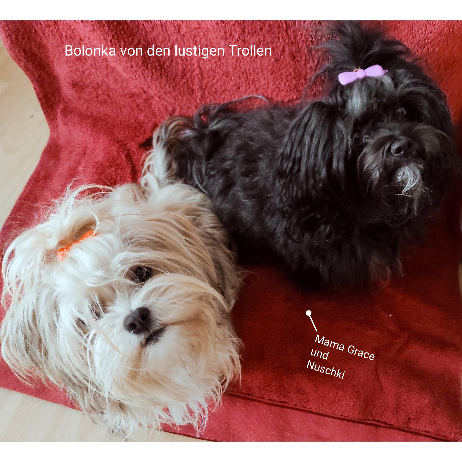 Bolonka von den lustigen Trollen 