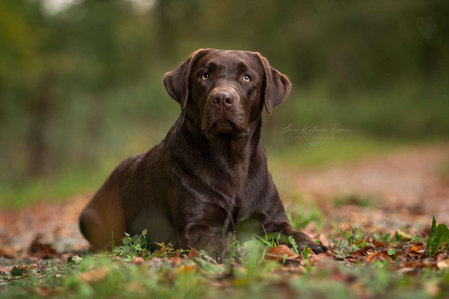 Labrador Retriever vom Hisselsberg 