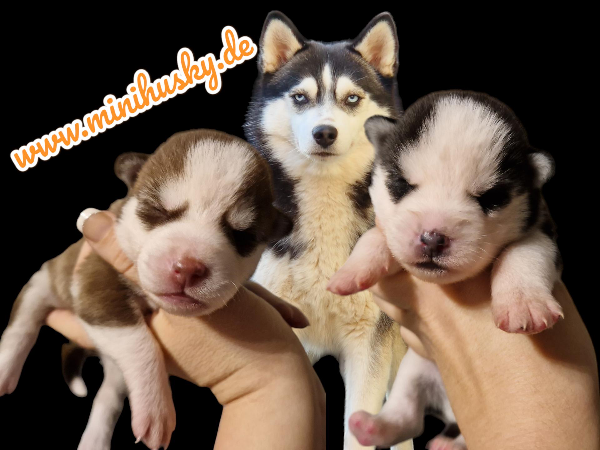 Mystic Falls Pomsky Minihuskys 