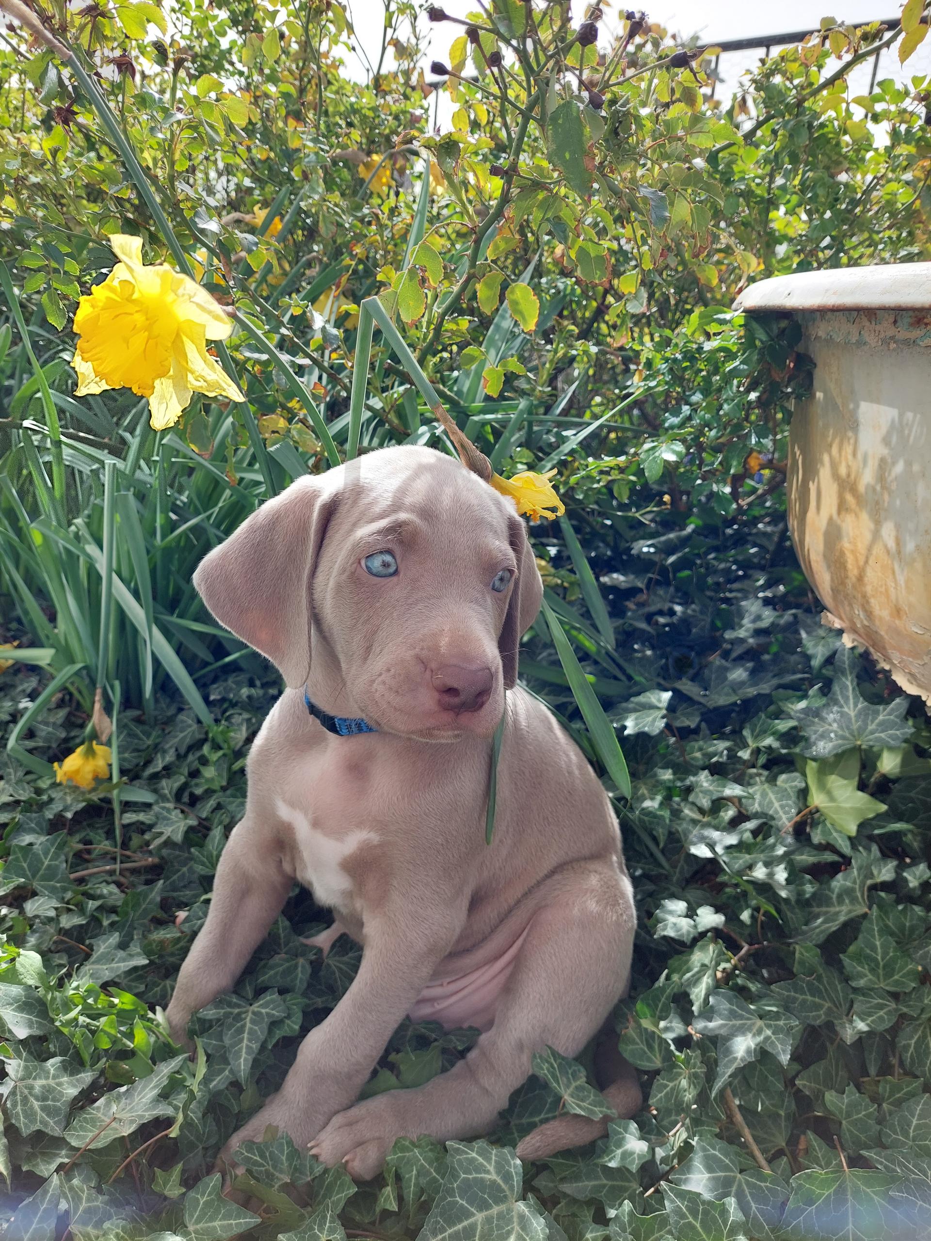 Weimaraner aus der Holzgasse