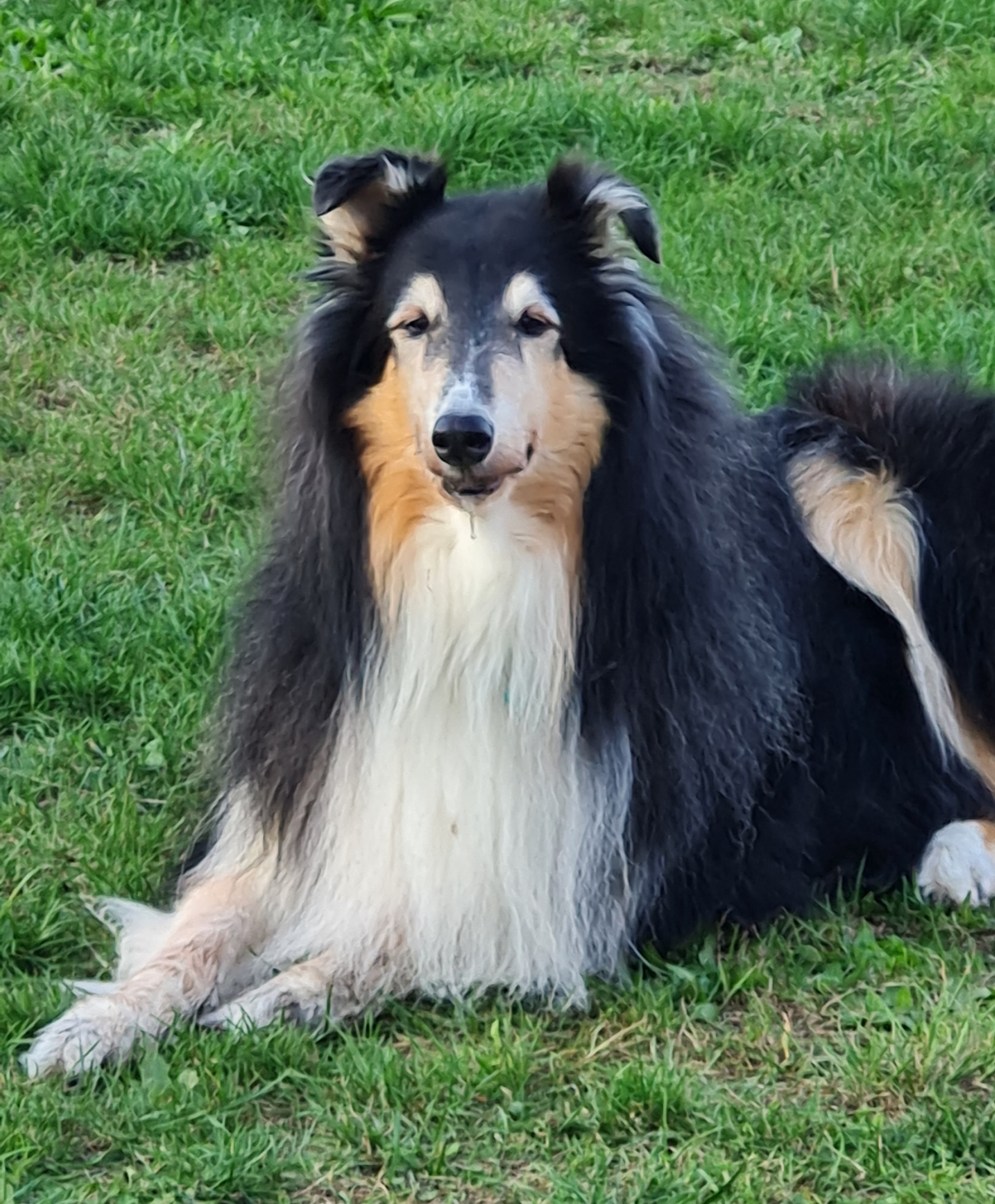 Collies from Brokeback Mountain 