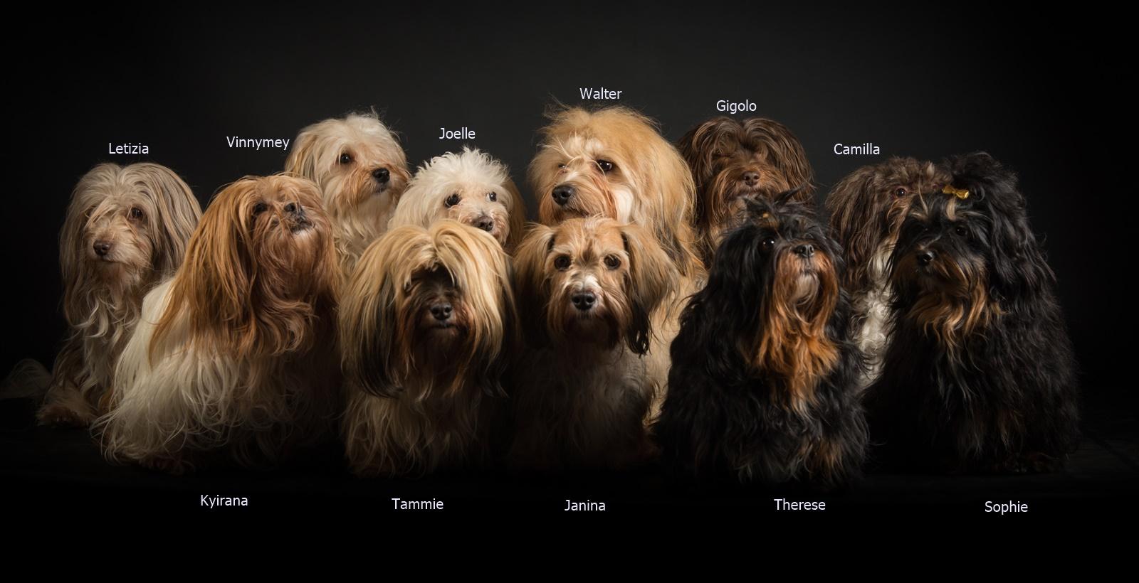 Havaneser von den Jokita's