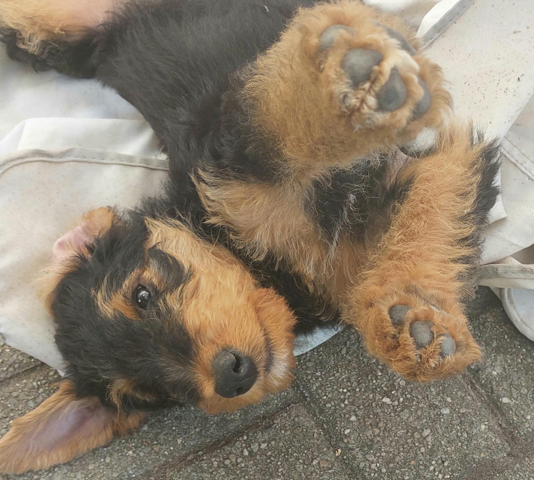 Zwinger vom Elbsandstein