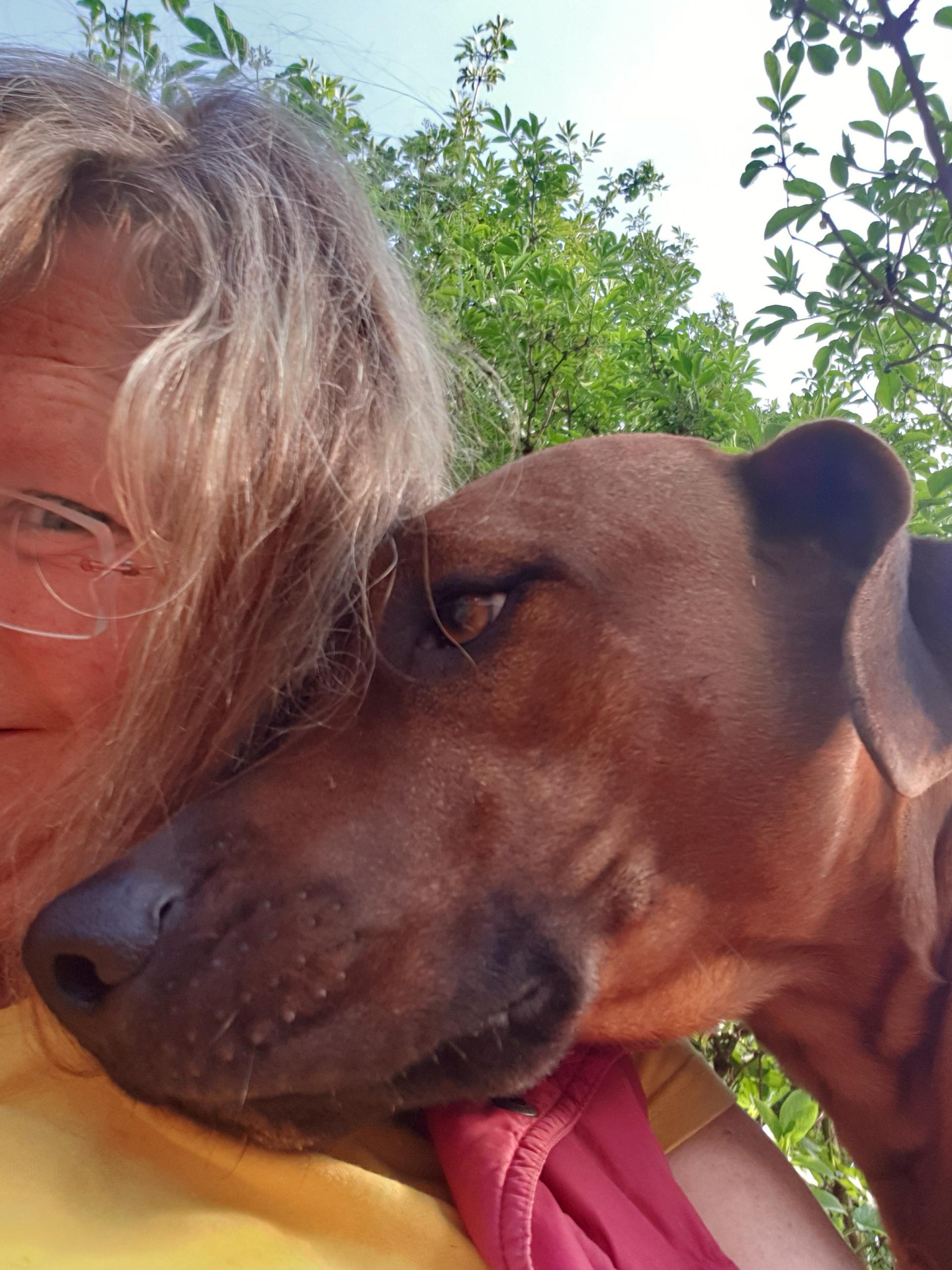 Rhodesian Ridgeback Sonnenhof Dornieden 