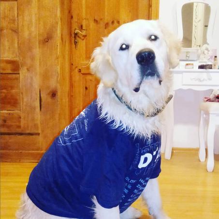 Golden Retriever von der Clear-Water Ranch