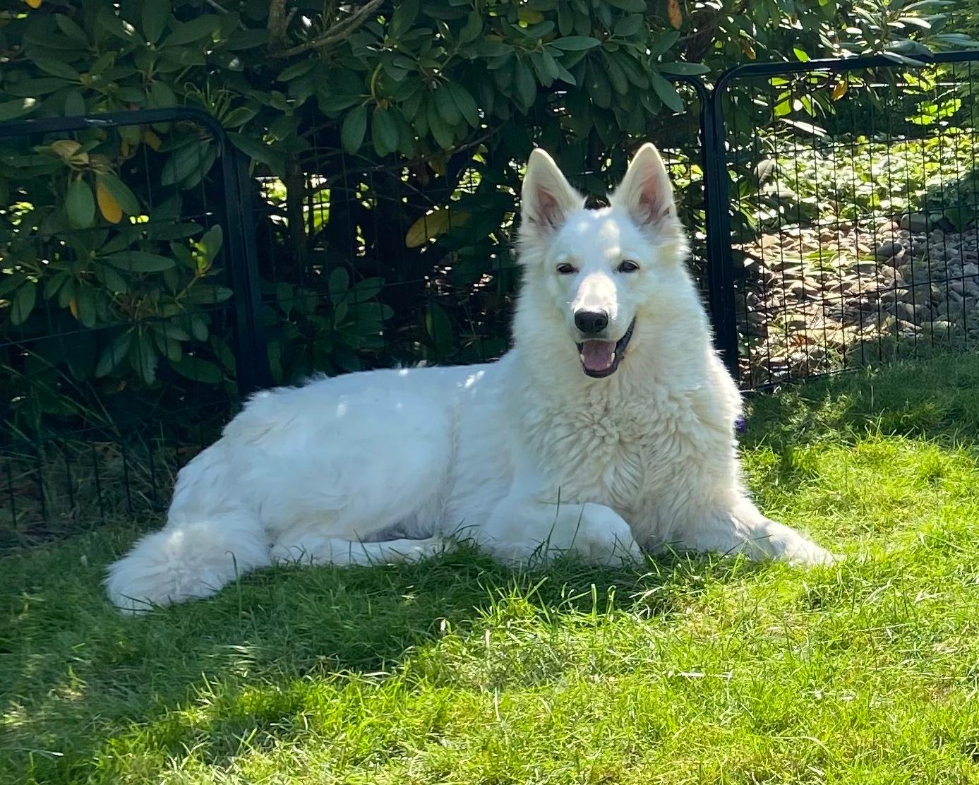 Weißer Schweizer Schäferhund Zucht