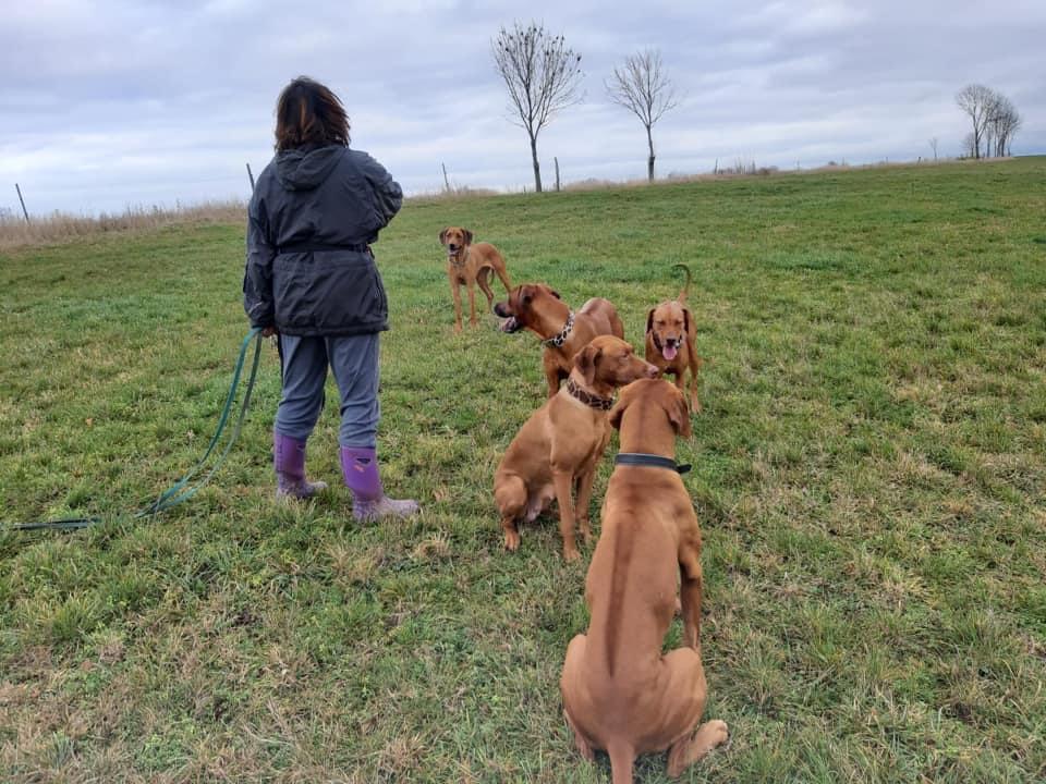 Rhodesian Ridgeback Kennel „Upendo Kukua“