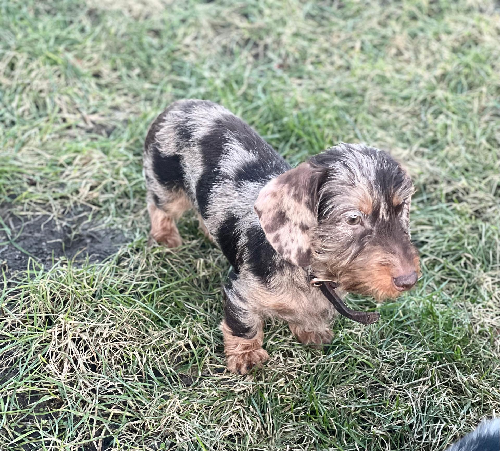 Züchter Gemeinschaft vom Gut Heitkamp FCI 