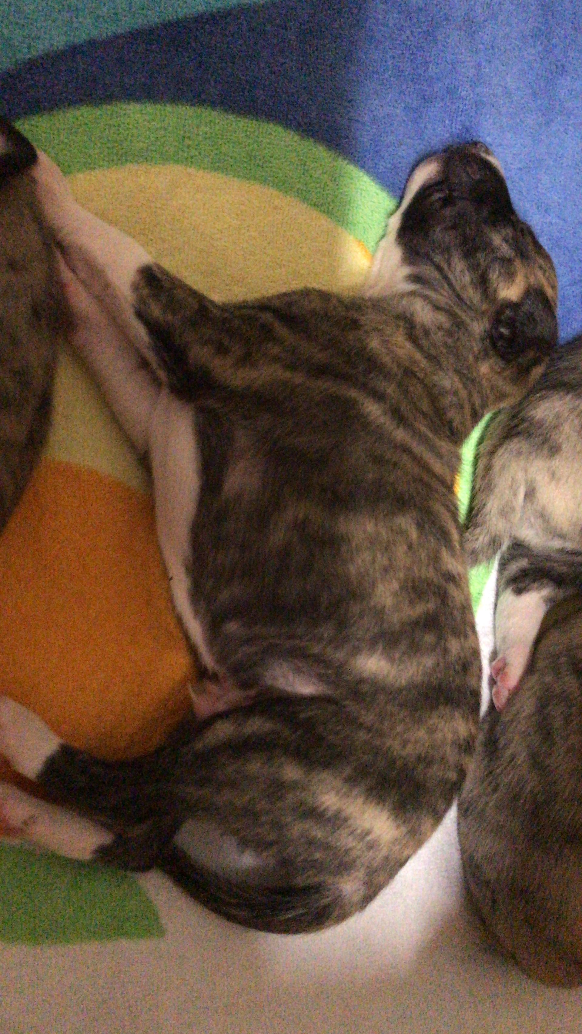 Whippet Züchter in Rheinland-Pfalz