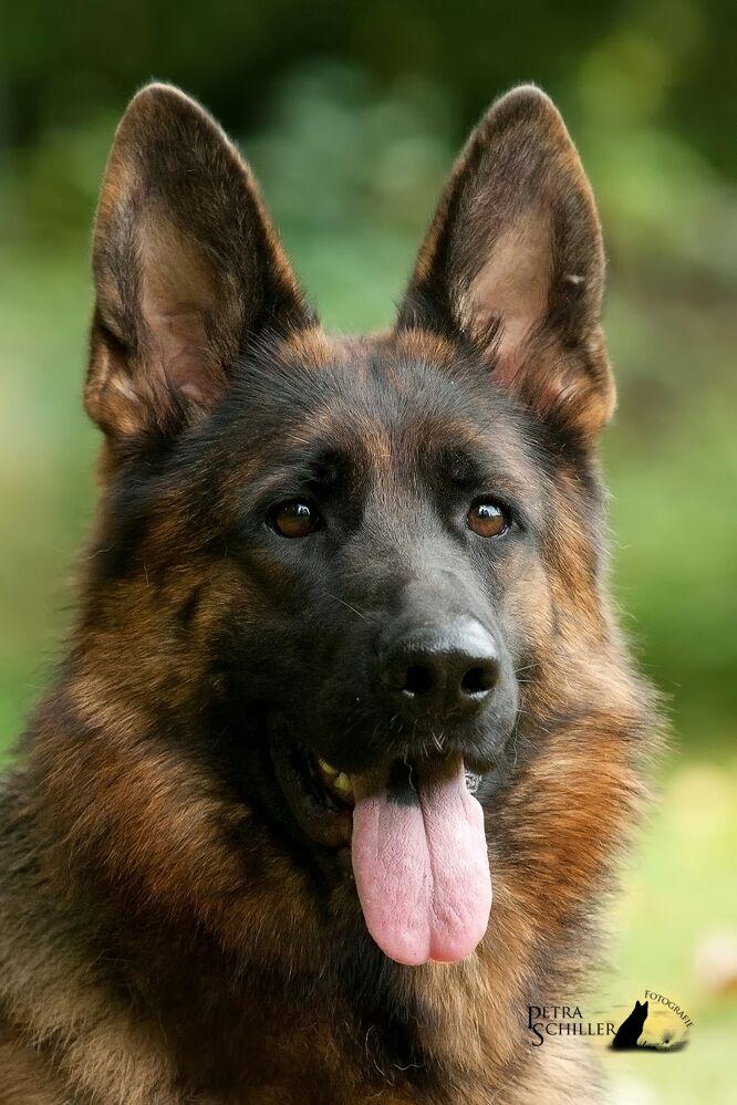 Schäferhunde vom Atteltal