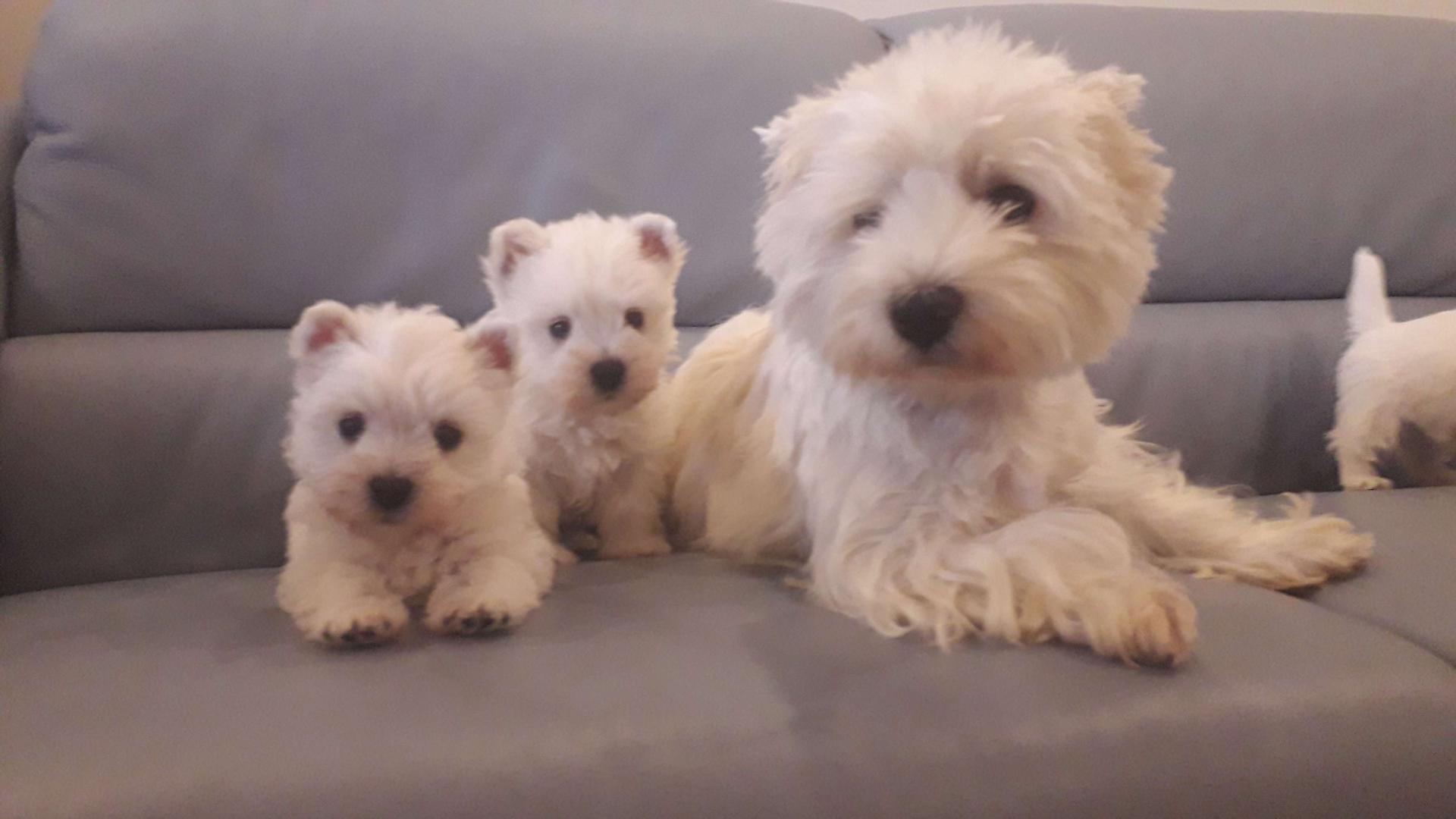 Westie aus Liebhards