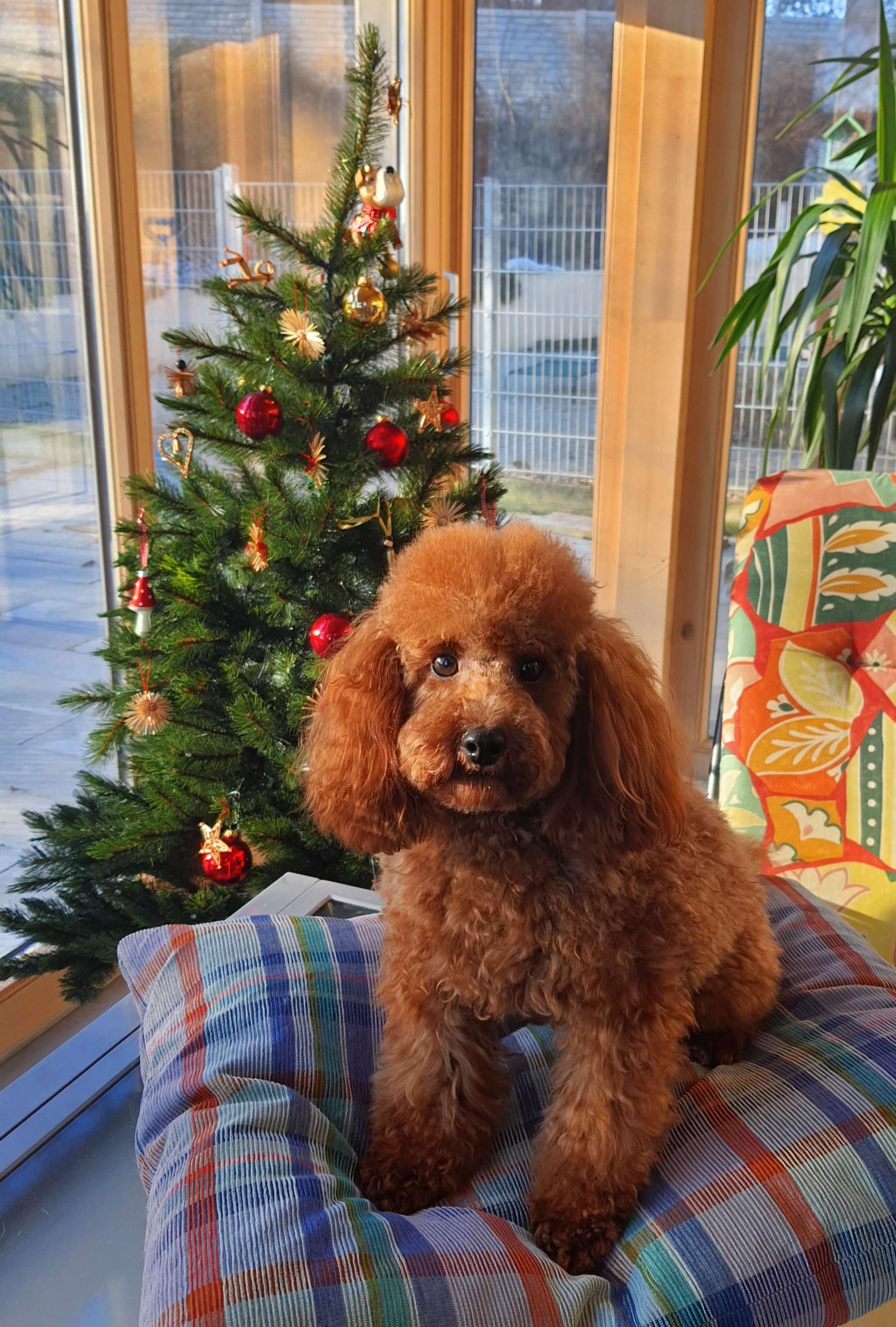 Von den Rottalpfoten 