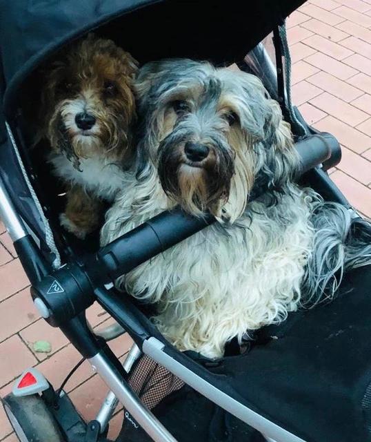 Havaneser vom Mühlgraben