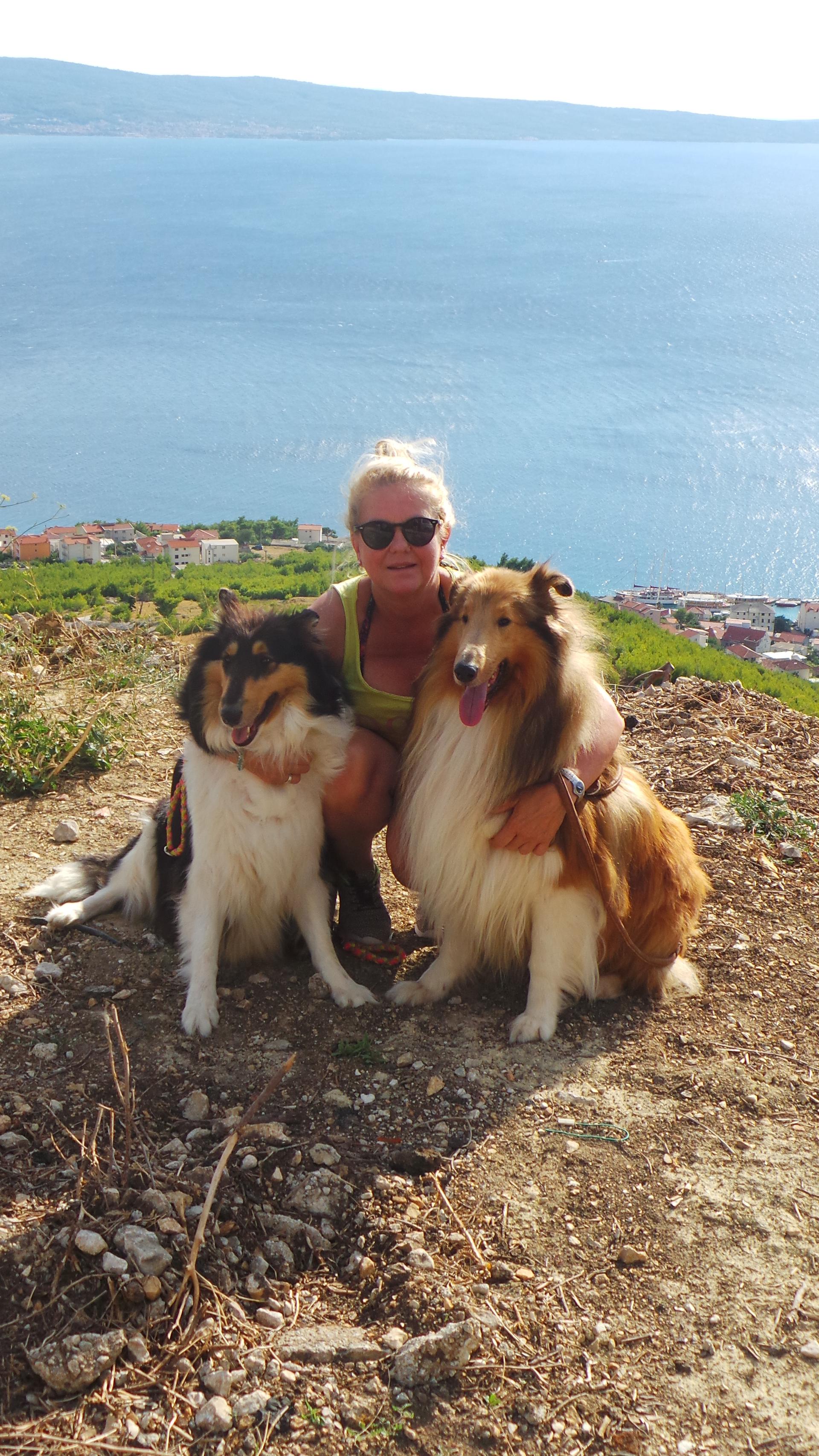 Collie of Golden Gate 