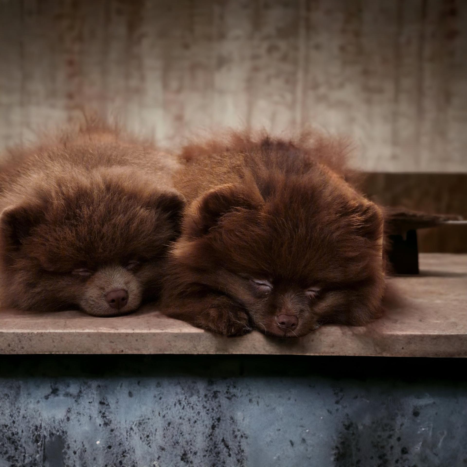 Hundezucht Nordisch by Nature