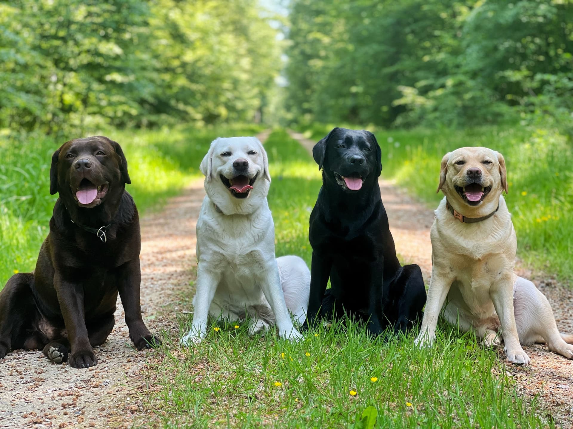 Labrador von der Quell Residenz 