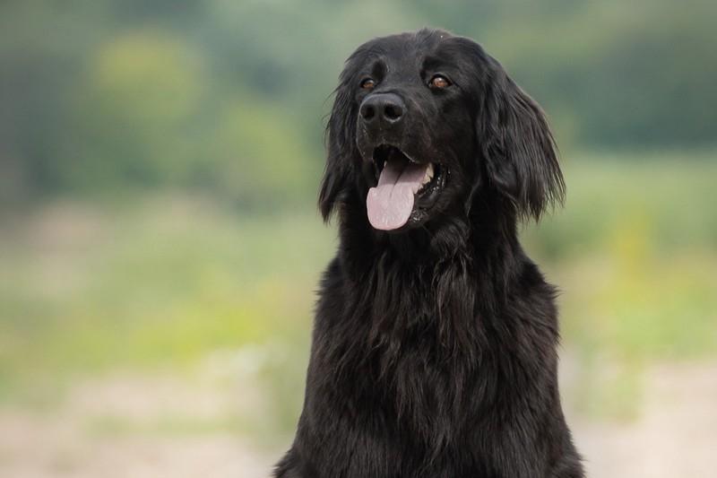 Hovawart aus seriöser Zucht