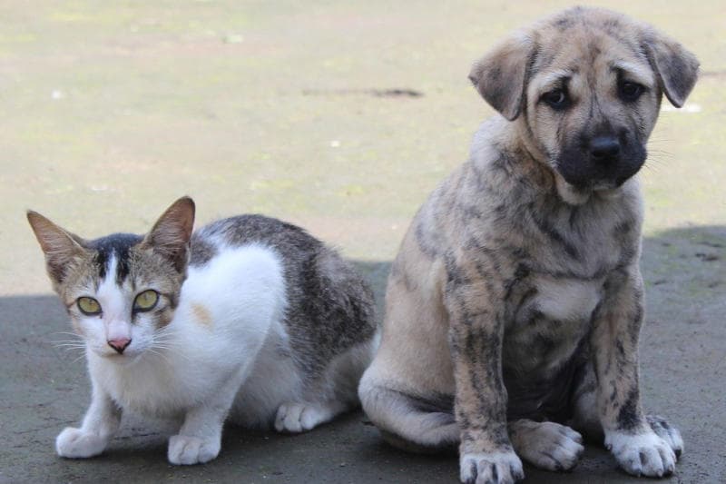 Tierheim Barsinghausen u. U. e.V.