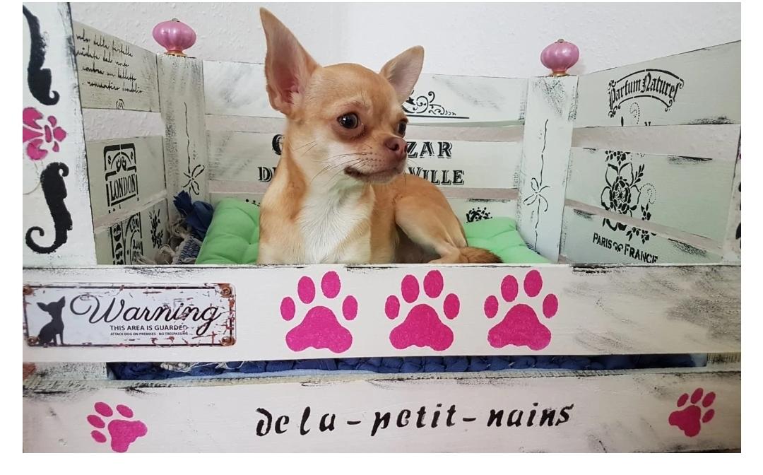 Chihuahua dela-petit-nains 
