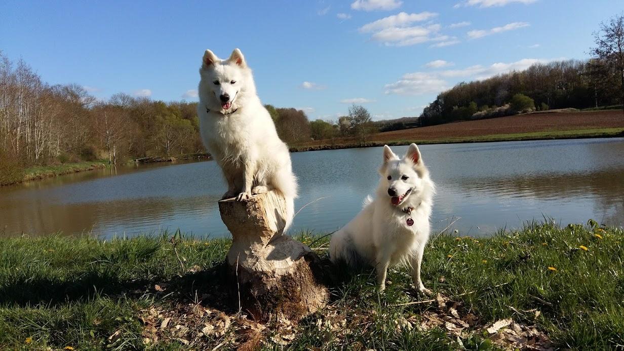 von den Franken Spitzen
