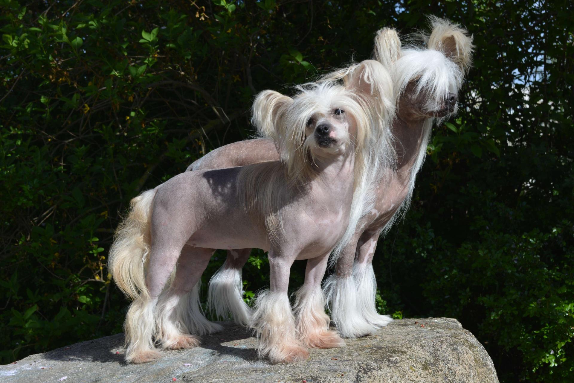 Kennel of Purple Rain 