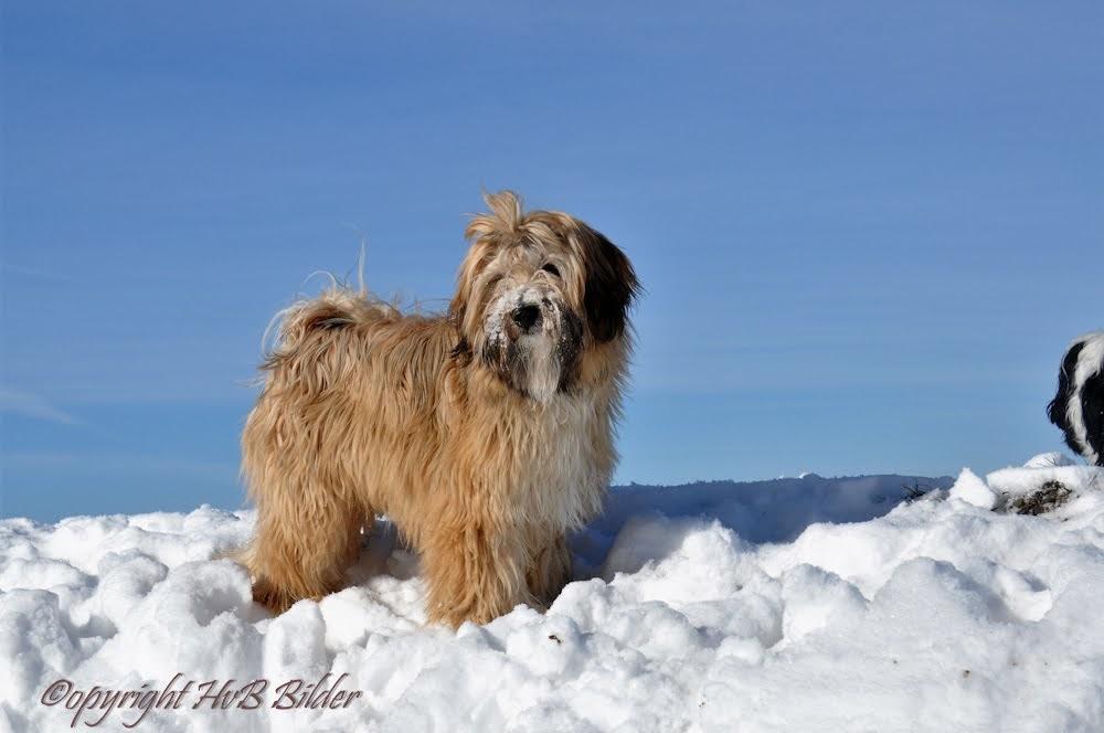 "Tingsha"  Tibet Terrier von Unterfranken