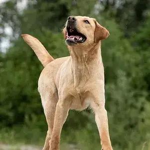 Labrador Retriever of Avon´s spirit