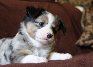 Highlands Diamonds Aussies