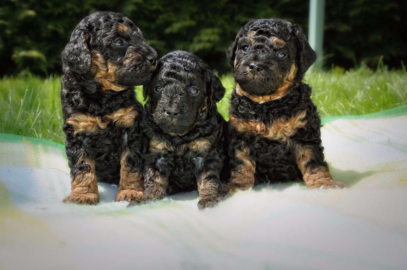 Pudelzucht vom goldenen Wirbelwind