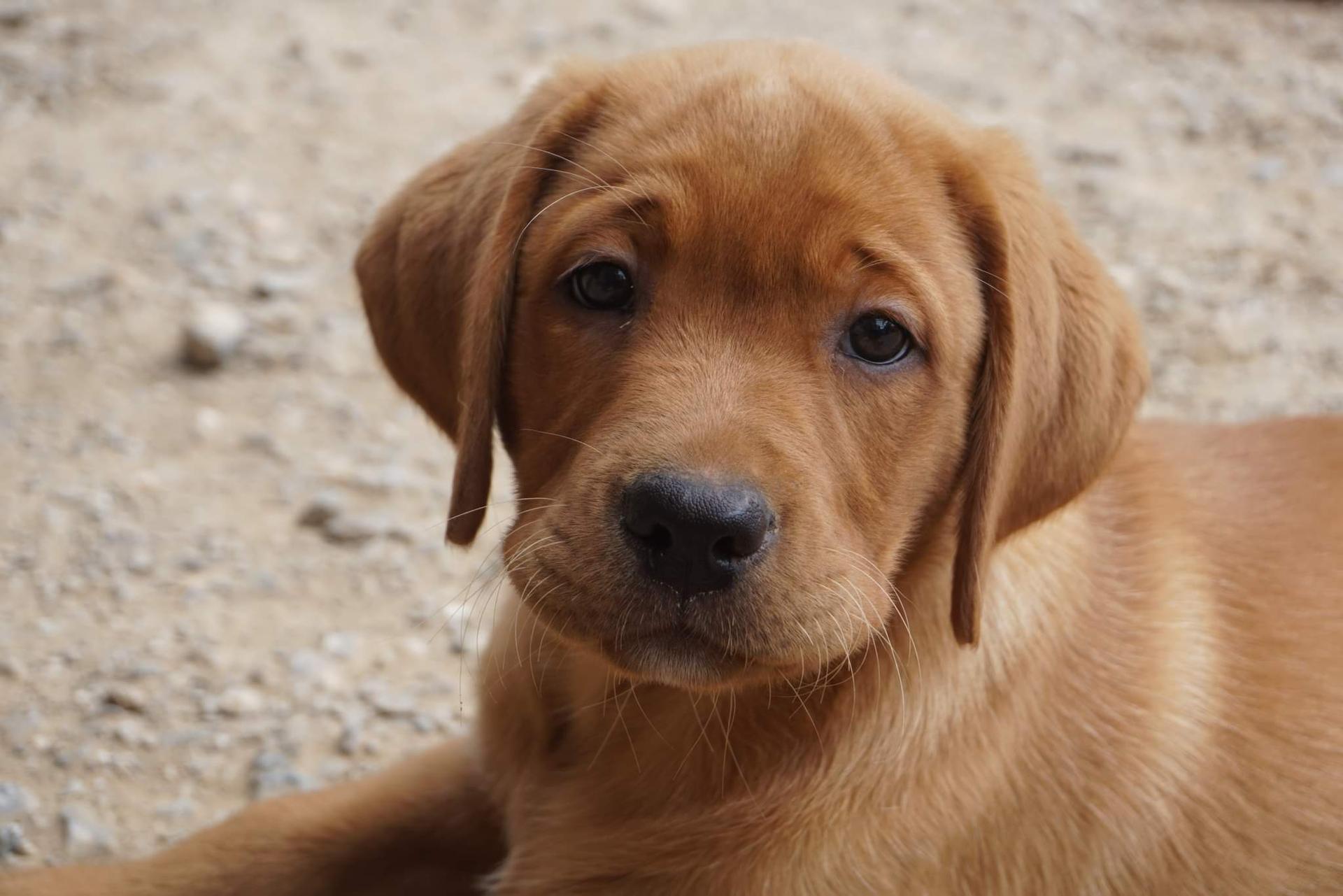 Wisnerofanc -Labrador's