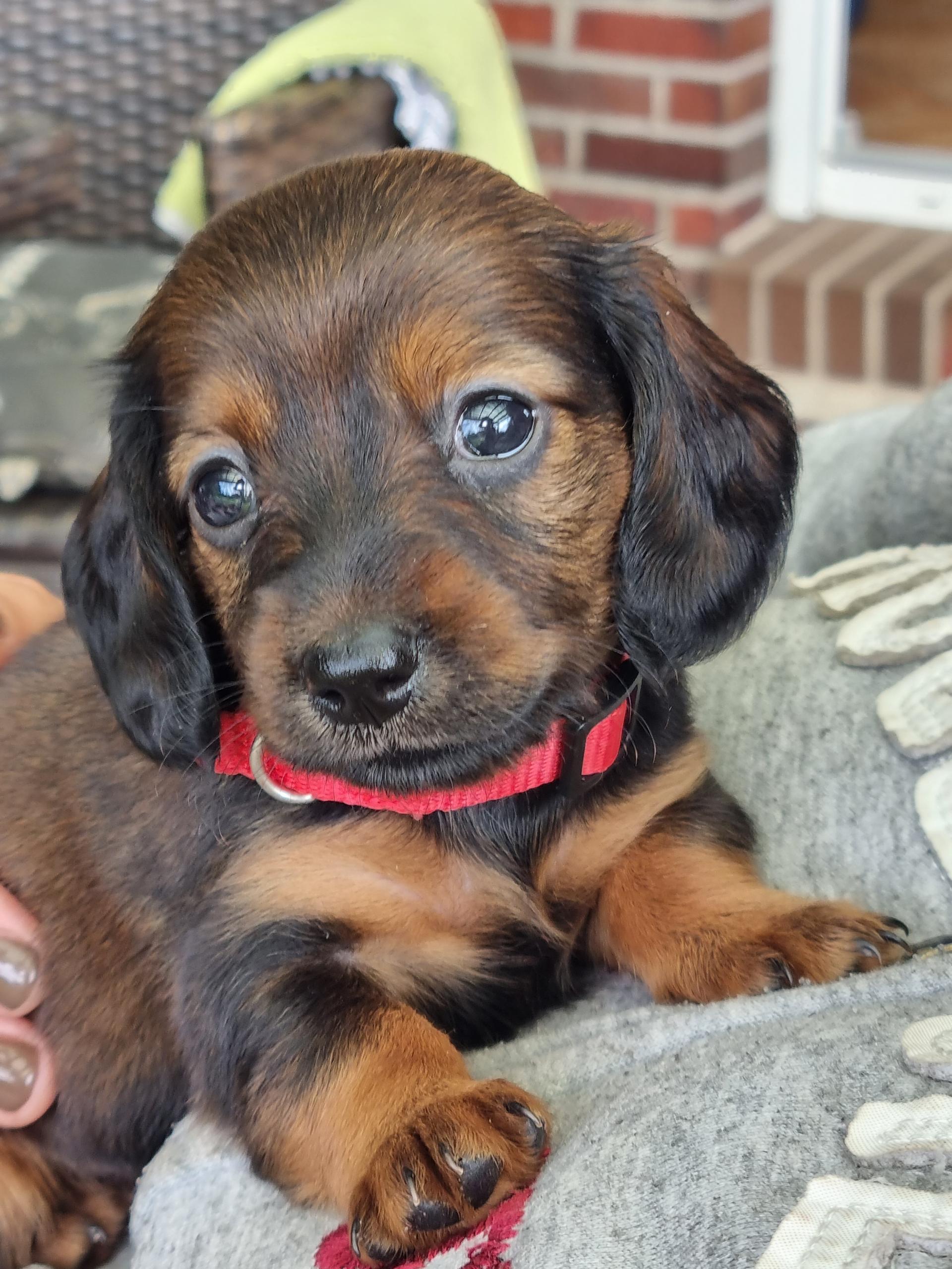 Dackel vom Hansen  Busch 