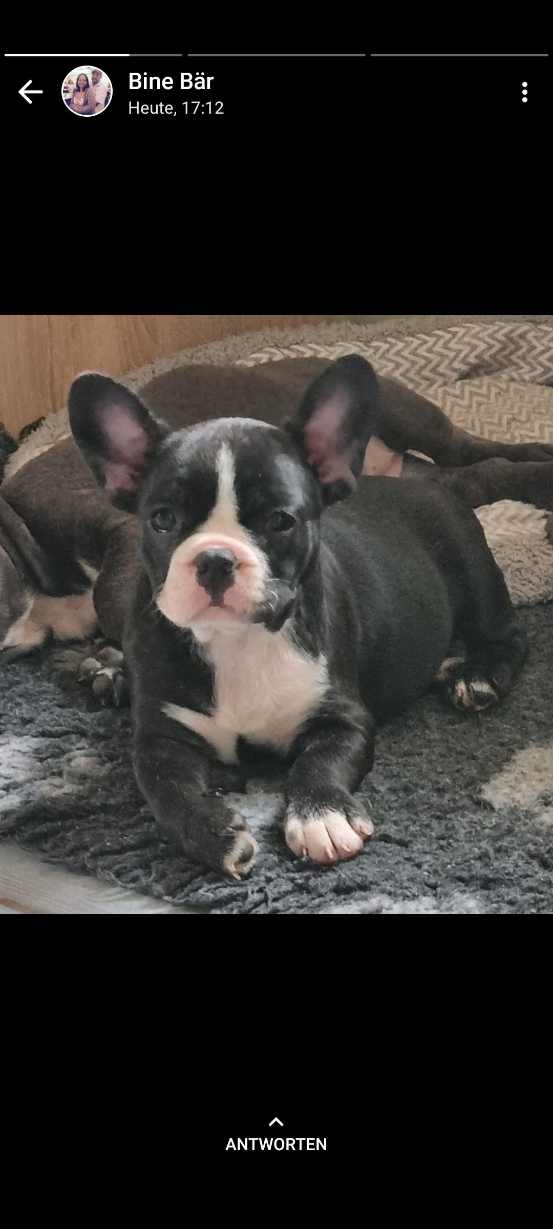 Hundezucht Bulls of Heart