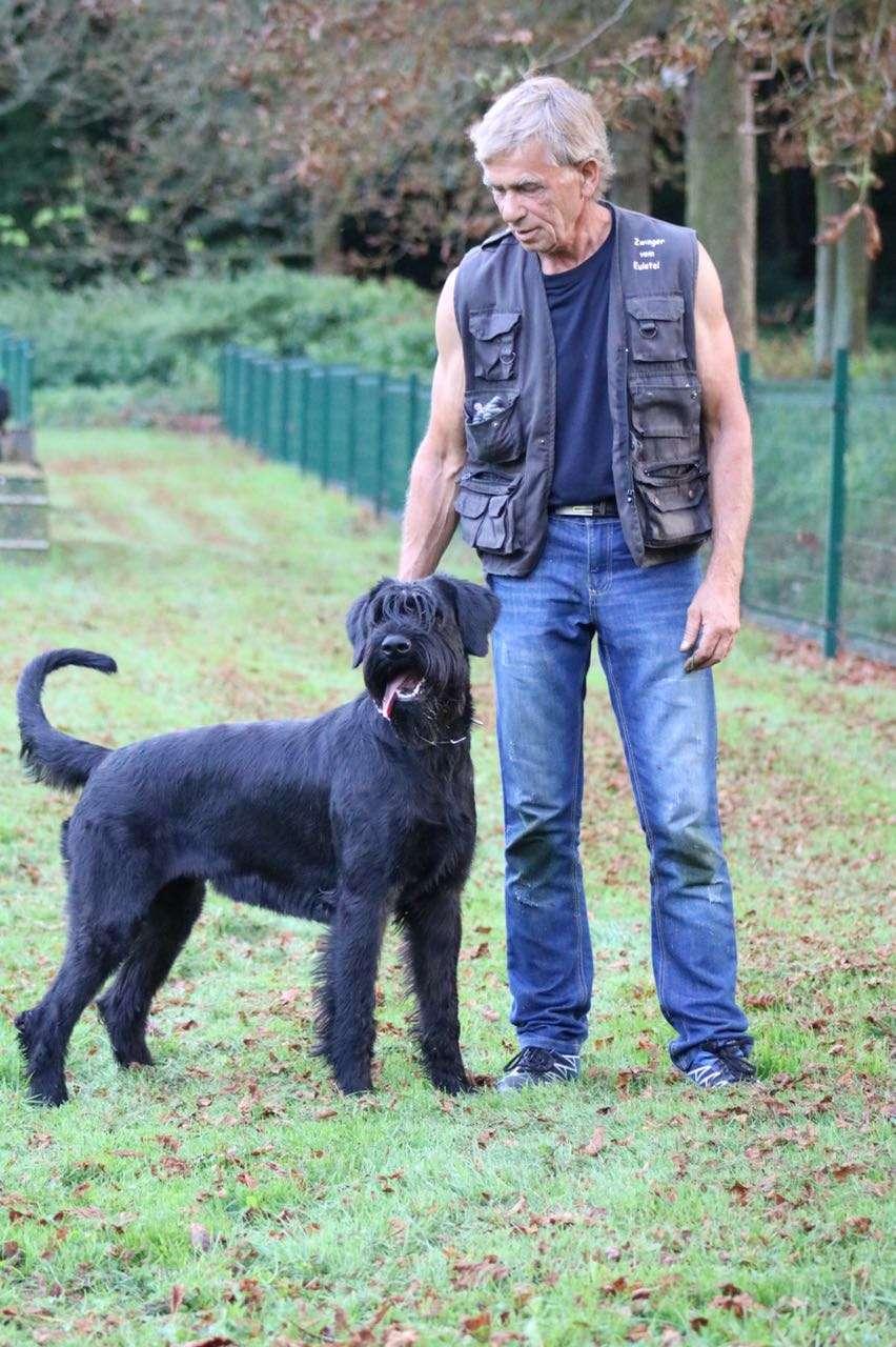 Riesenschnauzer vom Eulatal