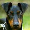 Manchester Terrier von der Spree