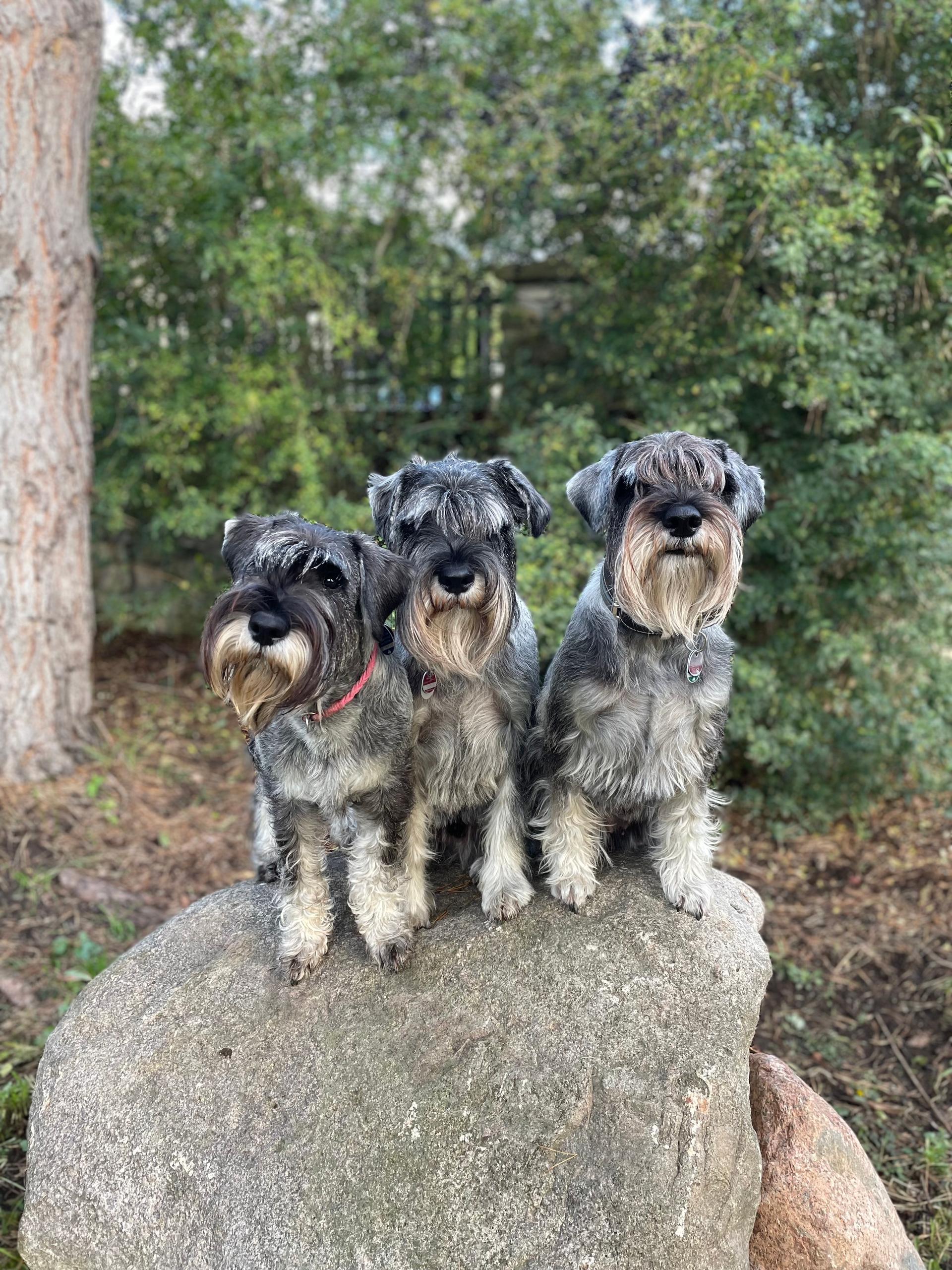 Hundezucht von den Kalkseehexen
