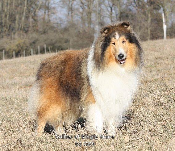 Collie (Langhaar) Züchter in Hessen