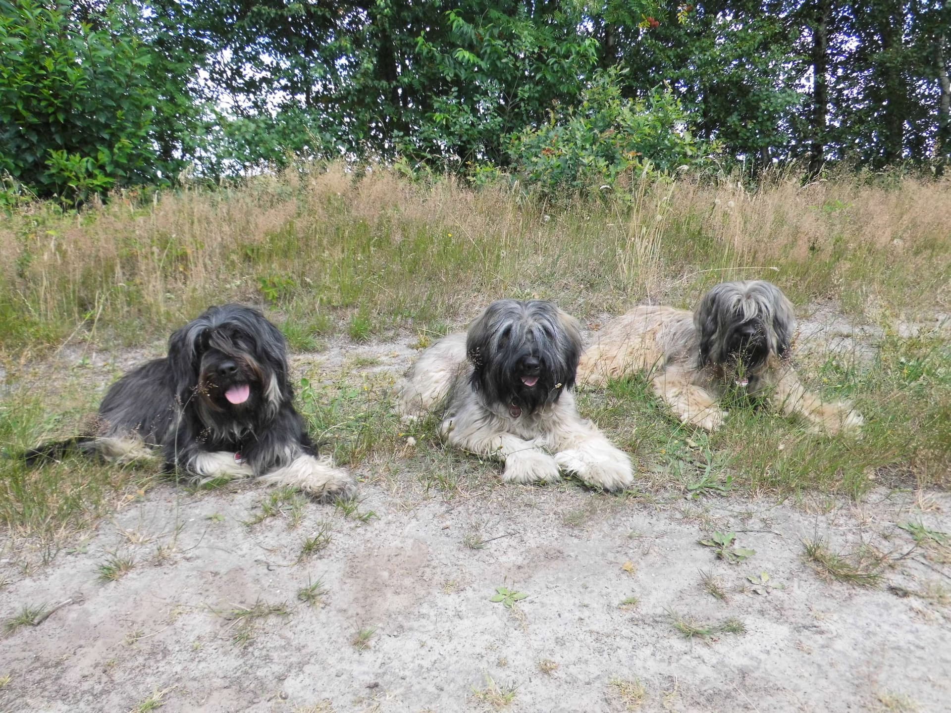 Pastores do Charneca