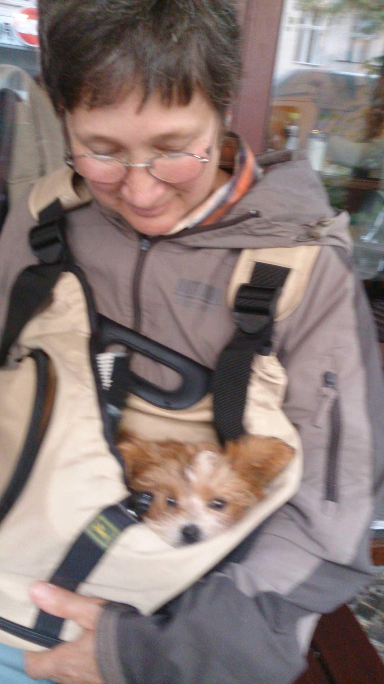 Bolonka Zwetna vom Kesslinger Berg, Saarland