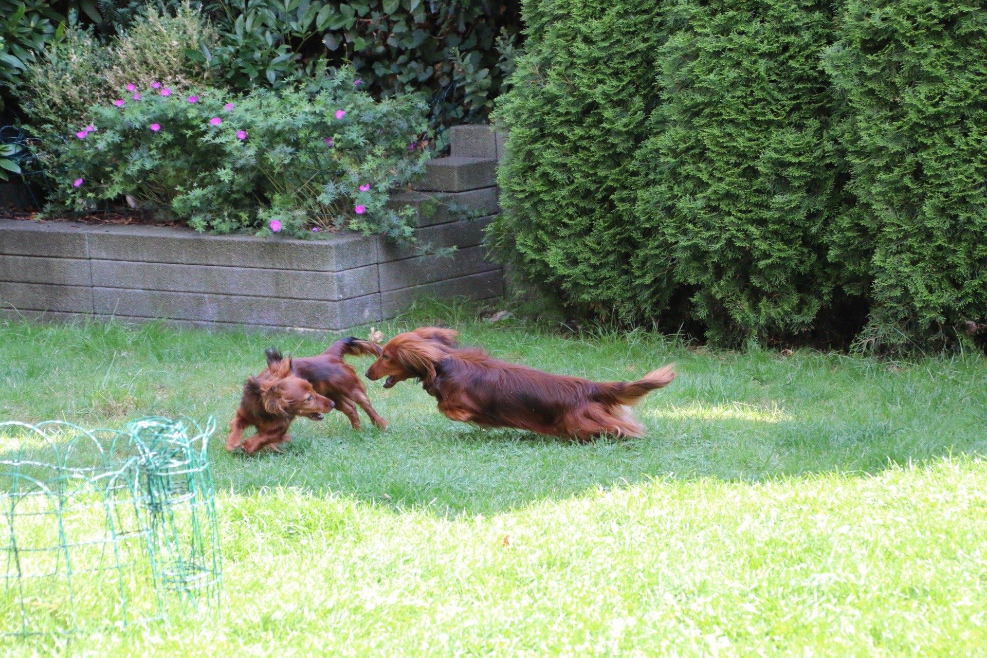 Zwergteckel "von Aztabuehne FCI"