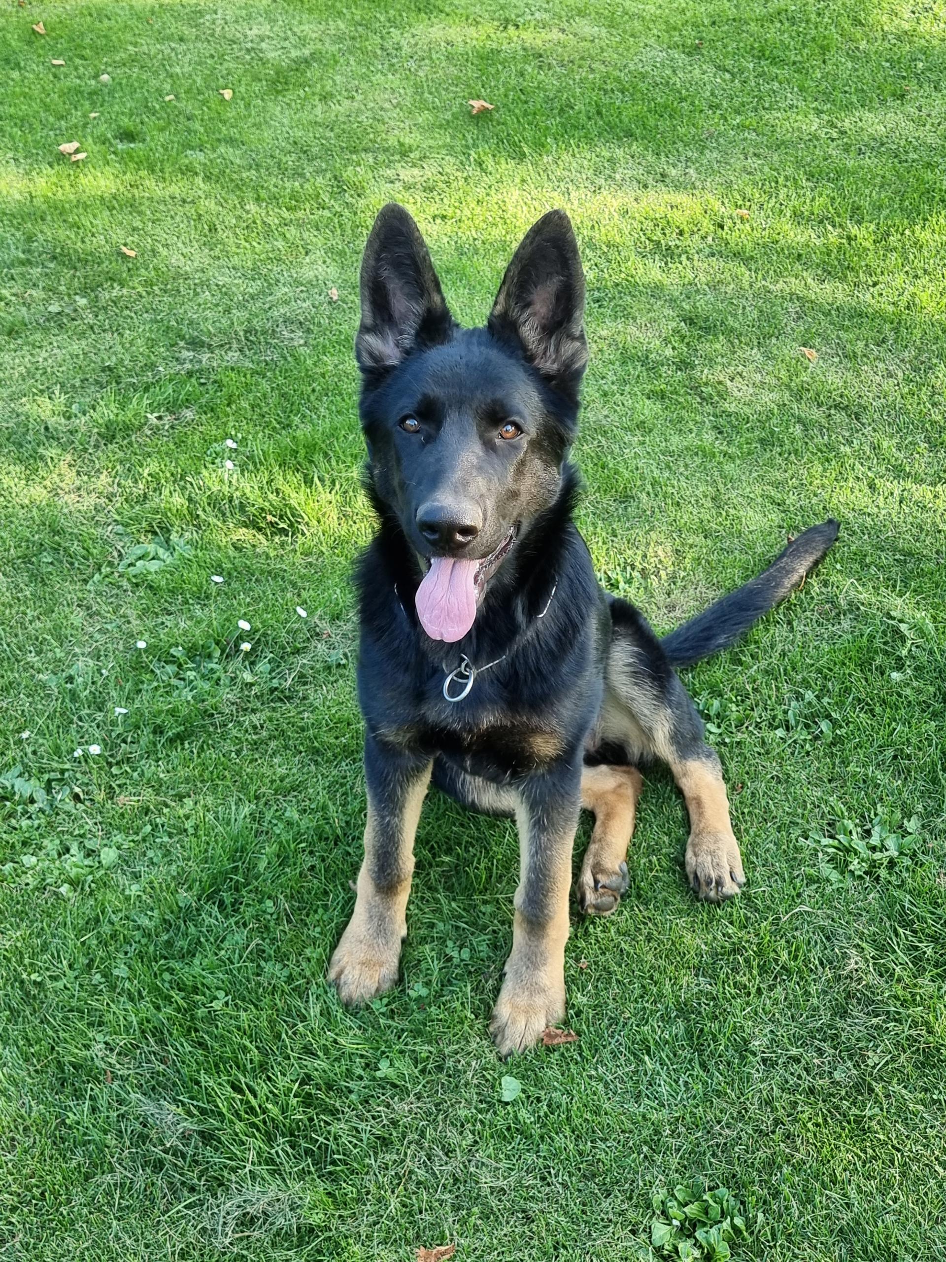 Schäferhunde vom Deutschen Rosenstamm