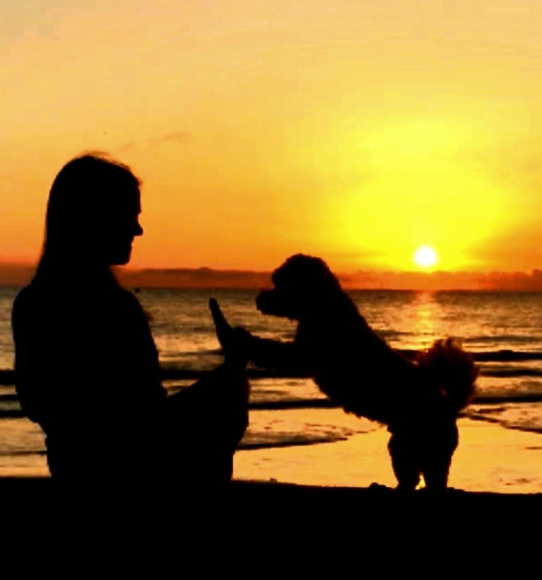 Hundezucht "de la Duchesse"