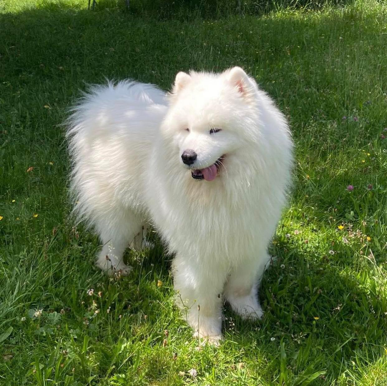 Hundezucht vom Bojarenhof