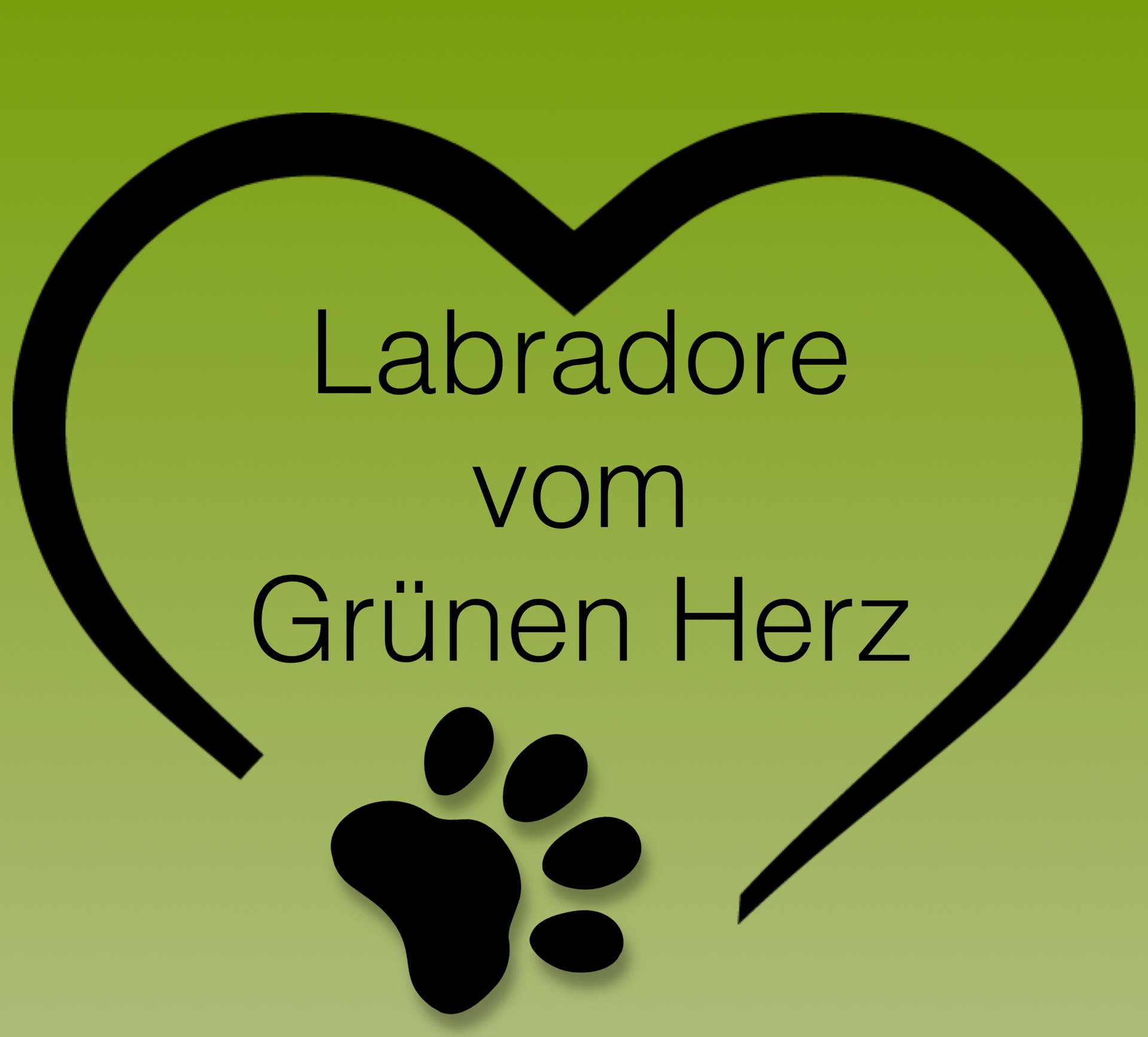 Labradore vom Grünen Herz 