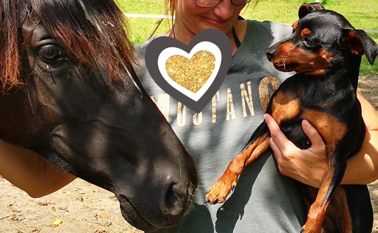 Lowermillzwergpinscher 