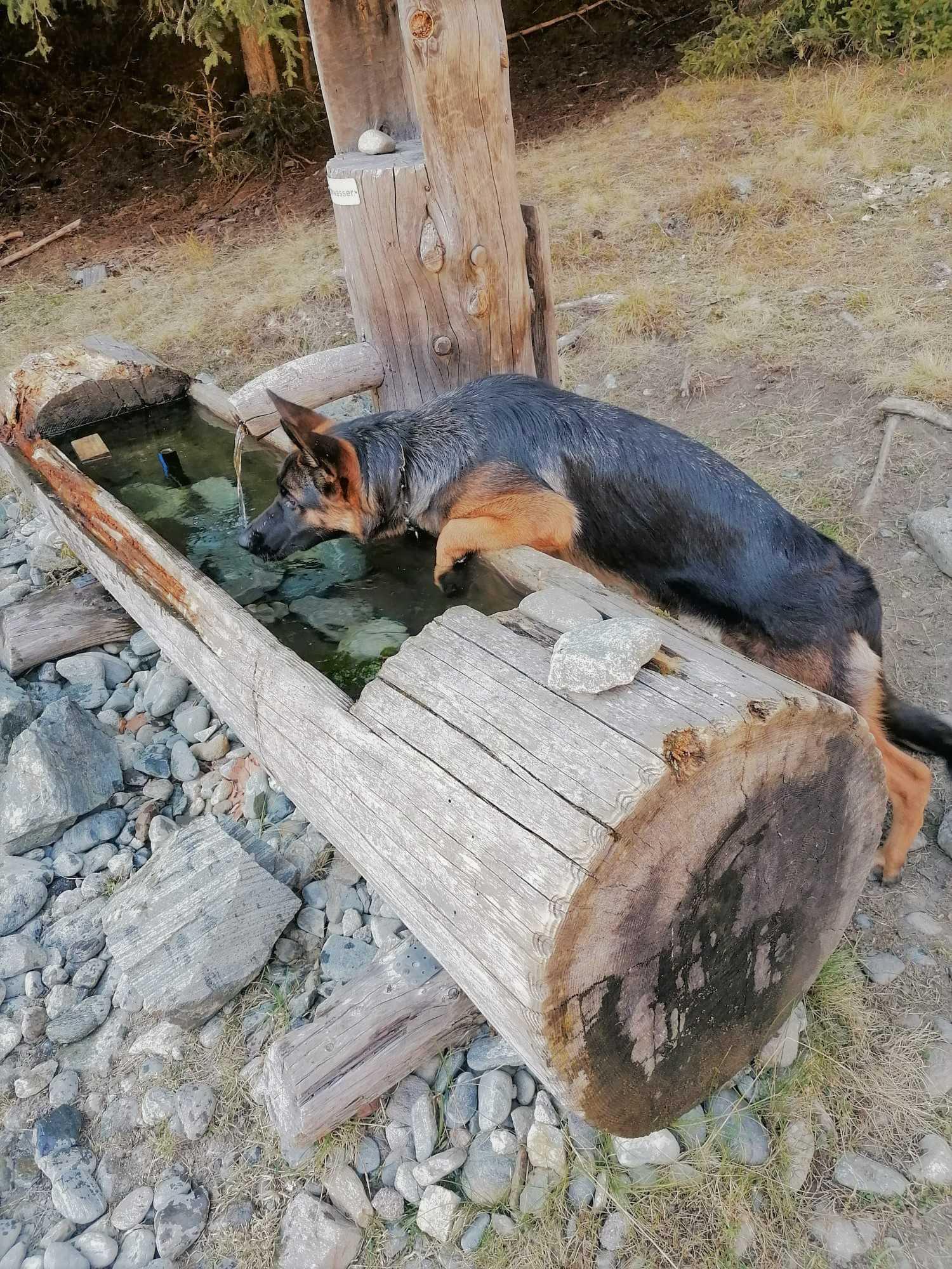 Deutsche Schäferhunde von der Silvretta-Arena (INT)
