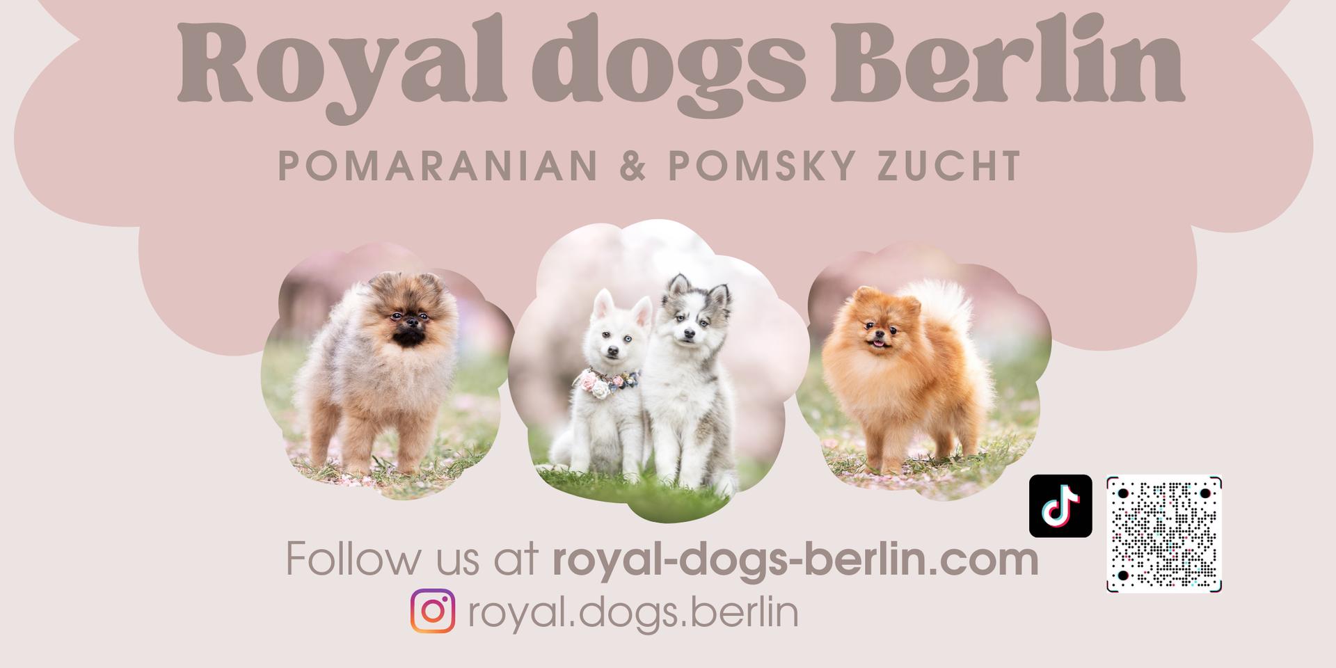Royal dogs Berlin 