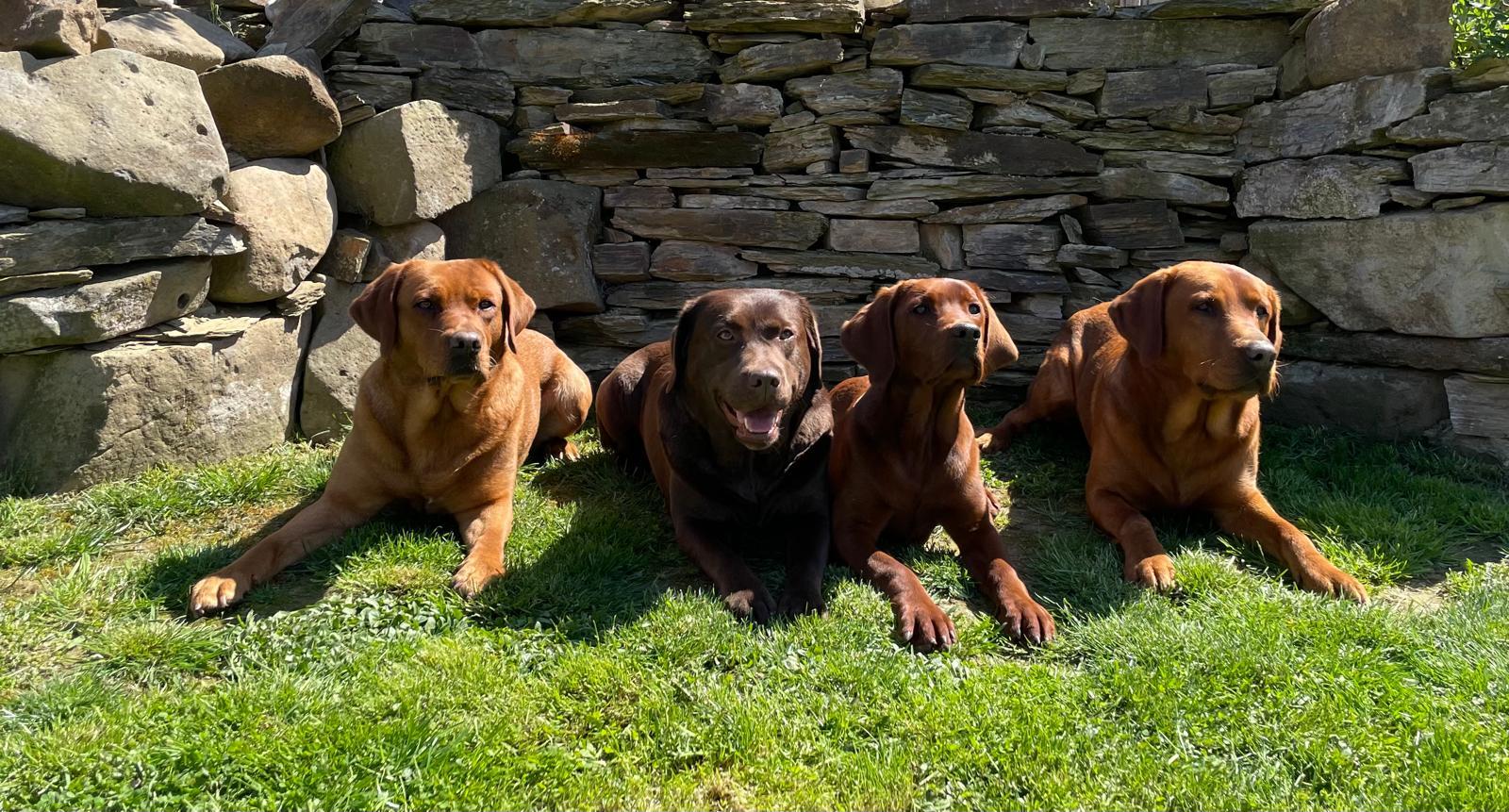 Labradore vom Eichelhof